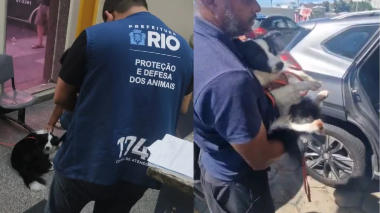 Cachorro é resgatado após ser abandonado dentro de carro no Rio