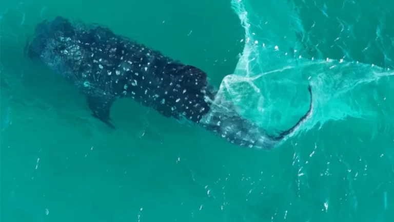 Veja vídeo: tubarão-baleia é flagrado rompendo rede em Arraial do Cabo (RJ)
