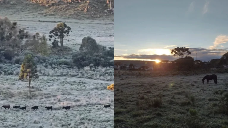 SC registra temperaturas negativas e paisagens cobertas por geada; veja