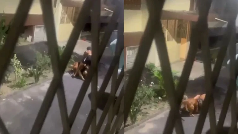 Duas pessoas ficaram feridas após ataque de pitbull no RJ