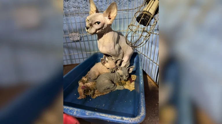 Polícia resgata 141 animais em gatil clandestino na zona Leste de SP