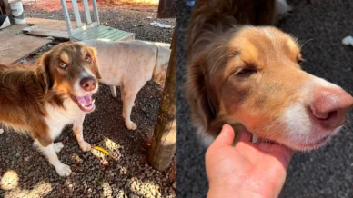 Cão comunitário é encontrado morto com sinais de maus-tratos em Caiuá (SP)