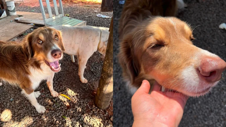 Cão comunitário é encontrado morto com sinais de maus-tratos em Caiuá (SP)
