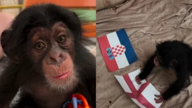 Chimpanzé 