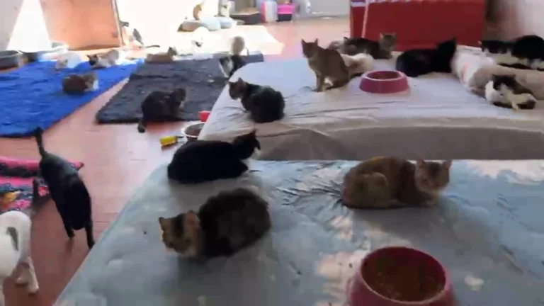 Polícia encontra gatos congelados em ONG em SP; 136 animais são resgatados