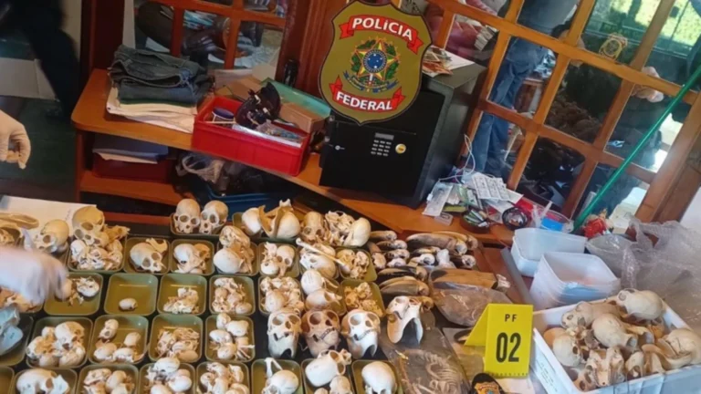 Duas pessoas são presas por tráfico de ovos de aves em operação da PF
