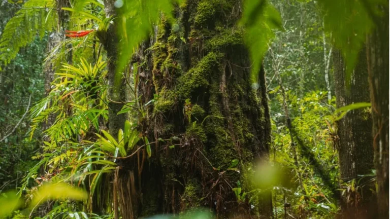 Governo atualiza lista nacional com 3.730 plantas ameaçadas