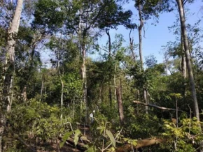 Brasil perdeu 45% da vegetação e 'fragmentou' florestas nos últimos 38 anos