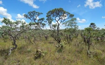 Cerrado perde 13,9 milhões de hectares de vegetação próxima a rios
