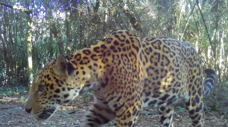 Nova onça-pintada é registrada no Parque Nacional do Iguaçu